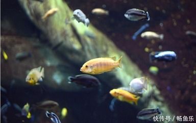 觀賞魚治療期間可以開燈嗎？（在觀賞魚的治療期間是否可以開燈是一個需要綜合考慮的因素） 粗線銀版魚 第4張