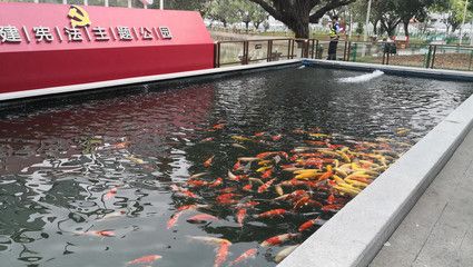 公園的觀賞魚(yú)可以隨便投喂嗎為什么（公園觀賞魚(yú)的基本投喂原則不必過(guò)于擔(dān)心疾病的困擾） 夢(mèng)幻雷龍魚(yú) 第1張