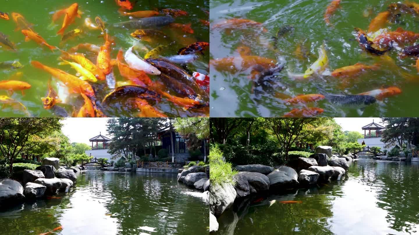 公園的觀賞魚可以隨便投喂嗎為什么（公園觀賞魚的基本投喂原則不必過于擔(dān)心疾病的困擾）