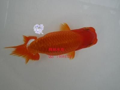 觀賞魚協(xié)會(huì)會(huì)長(zhǎng)是誰任命的（全球觀賞魚產(chǎn)業(yè)格局全球觀賞魚產(chǎn)業(yè)格局全球觀賞魚產(chǎn)業(yè)格局） 祥龍藍(lán)珀金龍魚 第4張