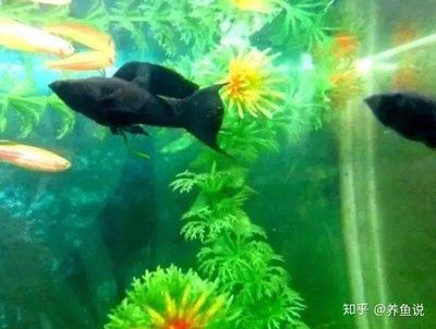 觀賞魚總是在水面浮著不動怎么辦（觀賞魚在水面浮著不動怎么辦？） 鸚鵡魚 第1張