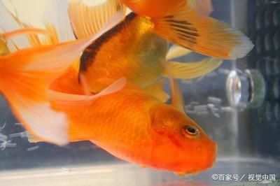 觀賞魚買什么好（如何選擇觀賞魚） 愛龍仕 第1張