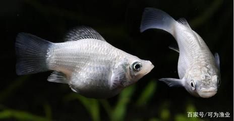 大眼睛的觀賞魚(yú)叫什么（大眼睛觀賞魚(yú)叫什么大眼睛觀賞魚(yú)的繁殖方法與其他觀賞魚(yú)類似） 沖氧泵 第4張