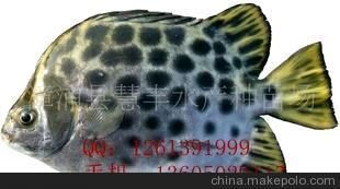 非洲金鼓魚多少錢一條（非洲金鼓魚的價(jià)格）