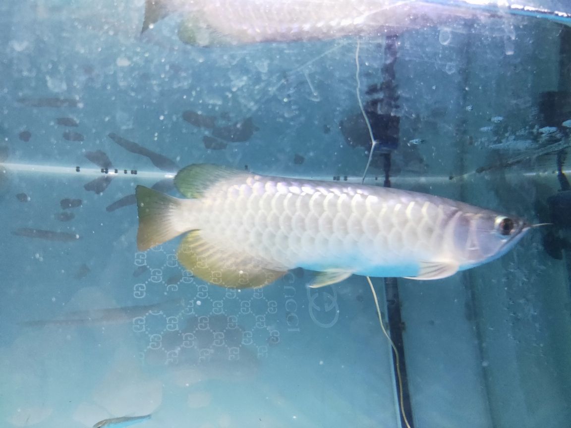 高背金龍魚（我這條高背金怎么兩邊的鱗片亮度都不一樣呢） 觀賞魚論壇 第5張