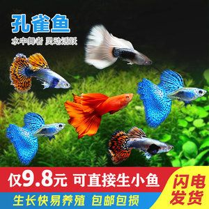 觀賞魚培訓(xùn)班（水族箱生態(tài)揭秘） 白子黃化銀龍魚 第3張