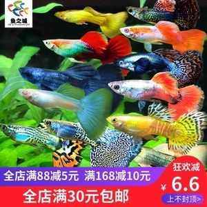 觀賞魚培訓(xùn)班（水族箱生態(tài)揭秘） 白子黃化銀龍魚 第4張