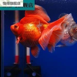 廣東淡水觀賞魚(yú)有哪些種類（廣東淡水觀賞魚(yú)市場(chǎng)分析） 龍魚(yú)專用燈 第1張