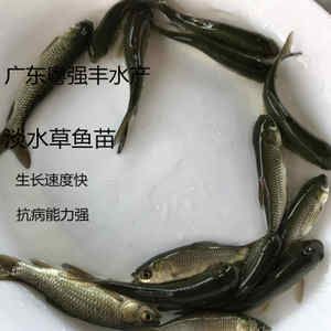 廣東淡水觀賞魚(yú)有哪些種類（廣東淡水觀賞魚(yú)市場(chǎng)分析） 龍魚(yú)專用燈 第3張