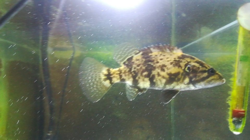 淡水冷水觀賞魚有哪些（淡水冷水觀賞魚）