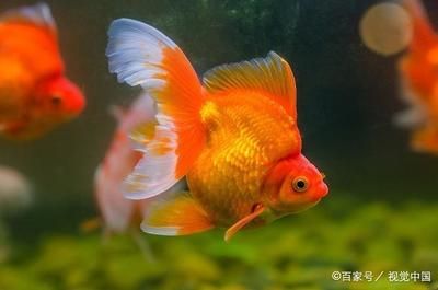 觀賞魚哪個貴（世界上最昂貴的十種觀賞魚） 喂食器 第3張