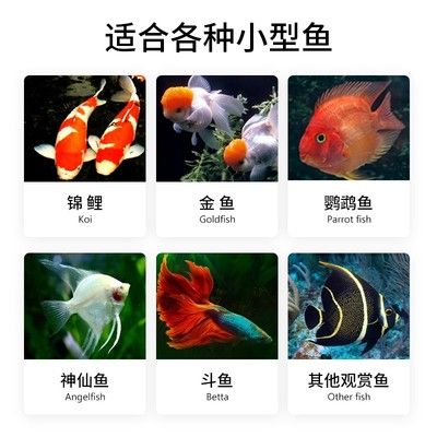 觀賞魚哪個貴（世界上最昂貴的十種觀賞魚） 喂食器 第4張