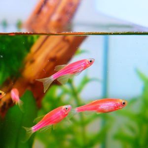 觀賞魚紅草是什么魚（如何挑選紅草觀賞魚） 紅勾銀版魚 第3張