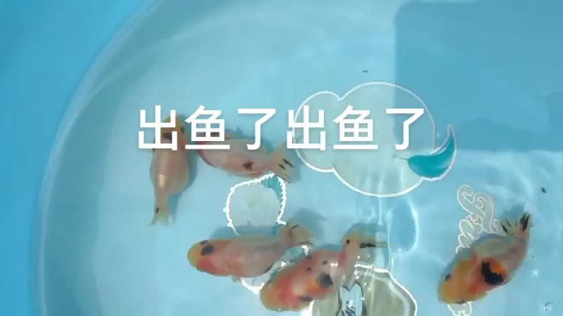 觀賞魚養(yǎng)殖場視頻播放（如何在家中學(xué)習(xí)觀賞魚養(yǎng)殖） 粗線銀版魚苗 第4張