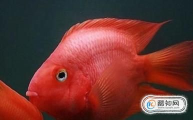 紅鸚鵡魚水溫多少合適（紅鸚鵡魚的飼養(yǎng)方法） 觀賞魚水族批發(fā)市場 第2張