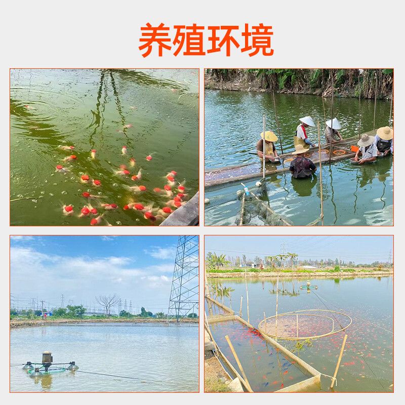 金龍魚廣告創(chuàng)意（為什么金龍魚的食用油能在眾多品牌中脫穎而出） 水族問答 第1張