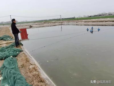 金龍魚廣告創(chuàng)意（為什么金龍魚的食用油能在眾多品牌中脫穎而出） 水族問答 第3張