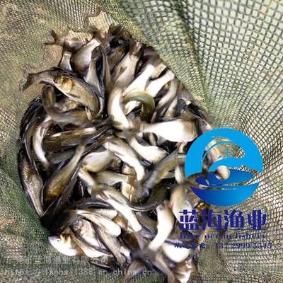 花鰱魚苗批發(fā)（花鰱魚苗批發(fā)價(jià)格）