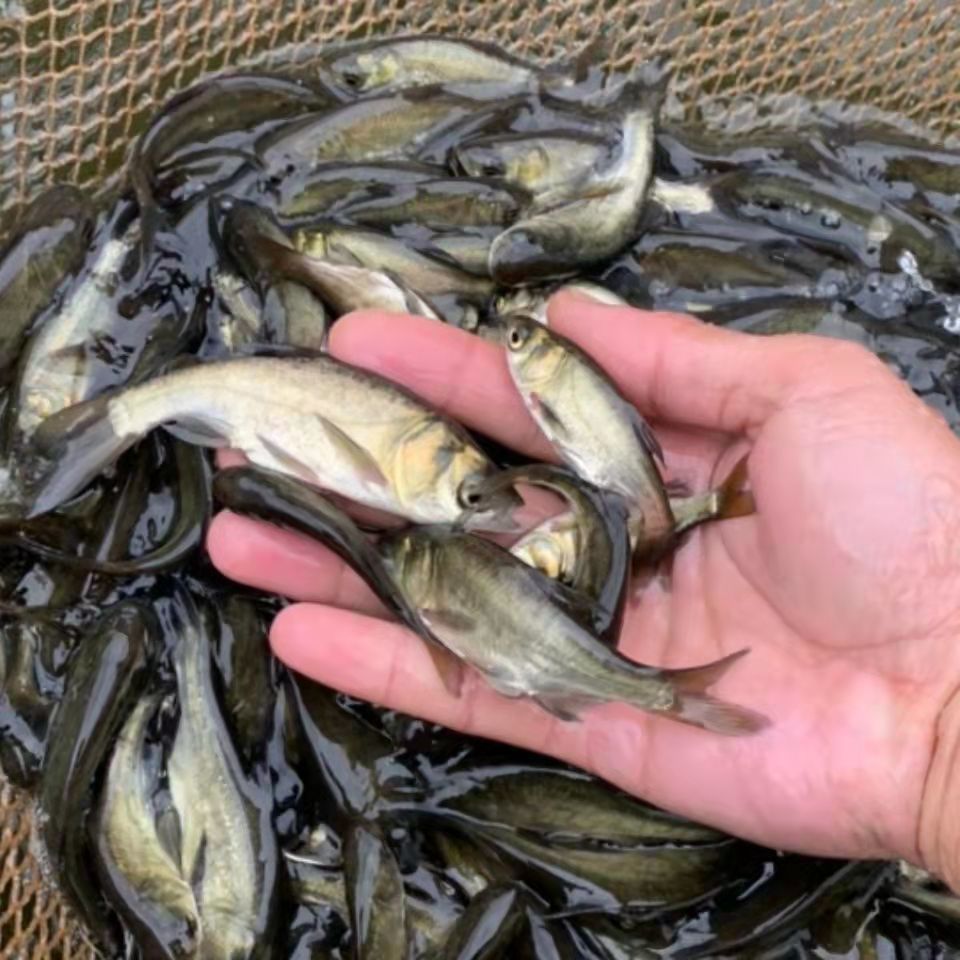 花鰱魚苗批發(fā)（花鰱魚苗批發(fā)價(jià)格）