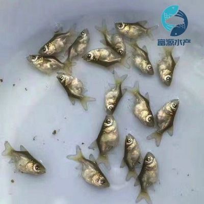 花鰱魚苗批發(fā)（花鰱魚苗批發(fā)價(jià)格）