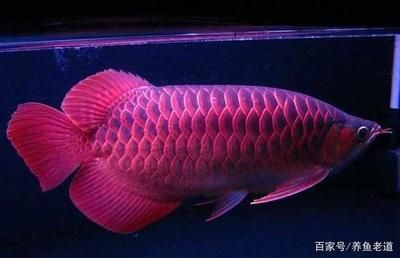 高檔觀賞魚(yú)有哪些種類（高檔觀賞魚(yú)品種大全帶圖片分享36種觀賞魚(yú)品種大全） 元寶鳳凰魚(yú)百科 第4張