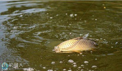 河蚌養(yǎng)魚缸里水質(zhì)會變差嗎為什么（如何在魚缸中養(yǎng)河蚌） 水族燈（魚缸燈） 第2張