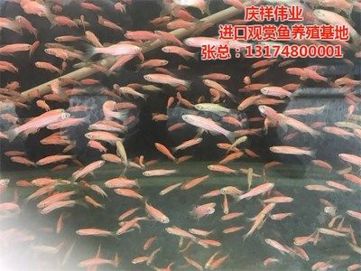 觀賞魚專賣店怎么加盟（觀賞魚專賣店如何加盟）