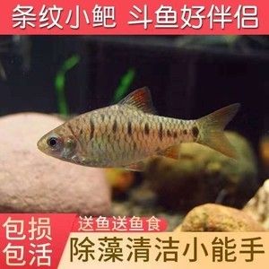 觀賞魚(yú)種類冷水魚(yú)和熱水魚(yú)（冷水魚(yú)和熱水魚(yú)有什么區(qū)別） 帝王迷宮魚(yú) 第4張