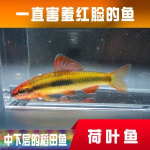 觀賞魚(yú)種類冷水魚(yú)和熱水魚(yú)（冷水魚(yú)和熱水魚(yú)有什么區(qū)別） 帝王迷宮魚(yú) 第3張