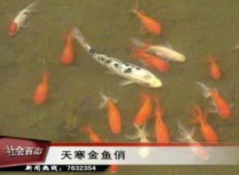 廣州批發(fā)觀賞魚 收入如何（廣州批發(fā)觀賞魚品種鑒賞手冊觀賞魚品種鑒賞手冊） 魚缸/水族箱 第4張