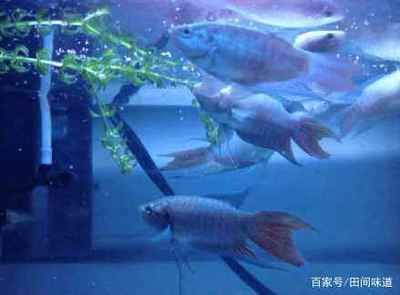 廣州批發(fā)觀賞魚 收入如何（廣州批發(fā)觀賞魚品種鑒賞手冊觀賞魚品種鑒賞手冊） 魚缸/水族箱 第3張