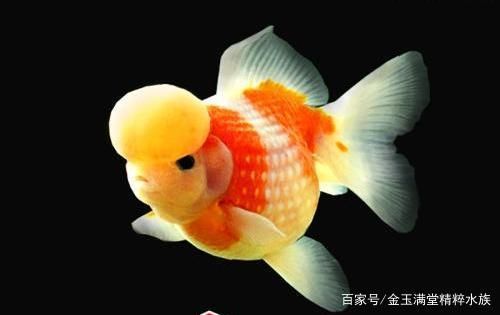 皇冠珍珠金魚(yú)怎么把冠養(yǎng)大（皇冠珍珠金魚(yú)的飼養(yǎng)技巧） 斑馬狗頭魚(yú) 第2張