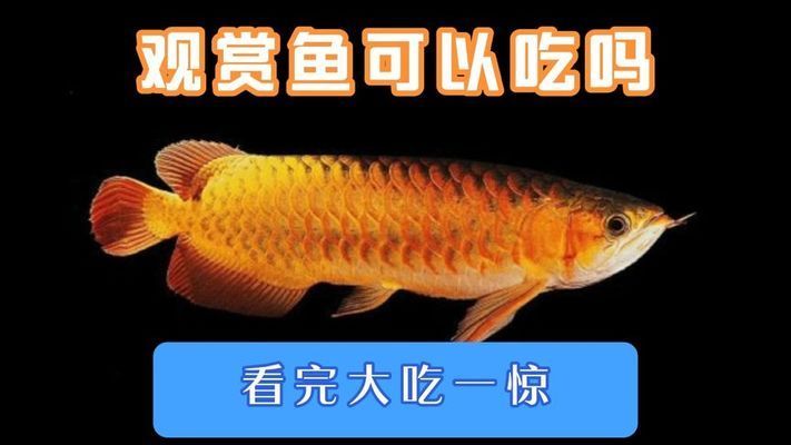 白色觀(guān)賞魚(yú)能吃嗎視頻（關(guān)于白色觀(guān)賞魚(yú)是否能吃的問(wèn)題） 紅眼黃化幽靈火箭魚(yú)|皇家火箭魚(yú) 第1張