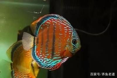 剛買回來(lái)的觀賞魚(yú)怎么消毒（家庭養(yǎng)魚(yú)常見(jiàn)的誤區(qū)） 垂釣樂(lè)園 第1張