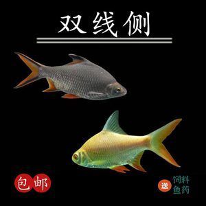 側(cè)魚就是鯽魚（側(cè)魚和鯽魚在某些情況下可能是同一種魚類）