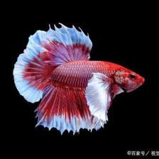 觀賞魚可以吃面包蟲嗎（如何正確喂食觀賞魚） 斯維尼關(guān)刀魚 第4張