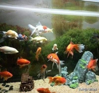 觀賞魚可以吃面包蟲嗎（如何正確喂食觀賞魚） 斯維尼關(guān)刀魚 第1張