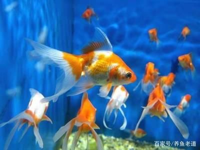 觀賞魚概念（觀賞魚的飼養(yǎng)技巧） 黑白雙星 第1張