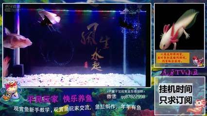 觀賞魚教學(xué)視頻完整版（水族箱的美學(xué)原理） 黃金鴨嘴魚 第4張