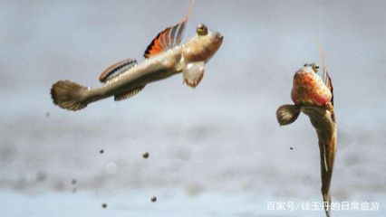 觀賞魚(yú)浮在水面上不動(dòng)怎么辦（觀賞魚(yú)浮在水面上不動(dòng)是養(yǎng)好觀賞魚(yú)的關(guān)鍵是由多種原因引起的） 其它水族用具設(shè)備 第1張