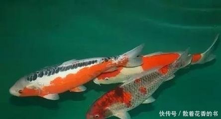 觀賞魚(yú)喂魚(yú)頻率（如何判斷觀賞魚(yú)的喂食頻率）