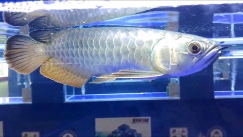 廣州觀賞魚展（廣州觀賞魚展是全球水族商、貿(mào)交易第一平臺力爭成為水族行業(yè)的廣交會） 錦鯉池魚池建設(shè) 第1張