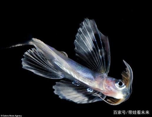 鵝嘴魚是淡水還是海魚（鵝嘴魚和淡水魚有什么區(qū)別？） 養(yǎng)魚的好處 第3張