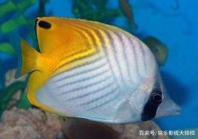 紅海觀賞魚（紅海觀賞魚你了解多少） 廣州祥龍國際水族貿易 第1張