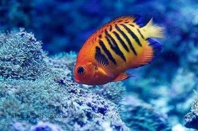 紅海觀賞魚（紅海觀賞魚你了解多少） 廣州祥龍國際水族貿易 第2張