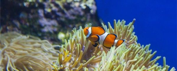 紅海觀賞魚（紅海觀賞魚你了解多少） 廣州祥龍國際水族貿易 第3張