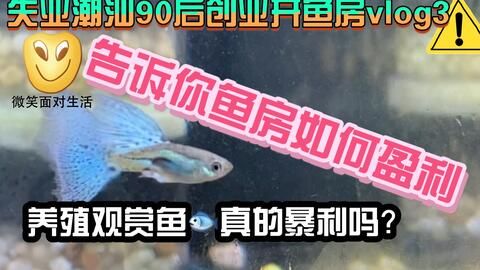 潮汕觀賞魚（潮汕地區(qū)的觀賞魚主要集中在汕頭市龍湖區(qū)萬石村的“觀賞魚一條街”） 眼斑魚 第1張