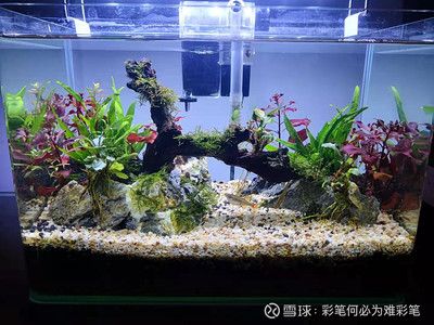 潮汕觀賞魚（潮汕地區(qū)的觀賞魚主要集中在汕頭市龍湖區(qū)萬石村的“觀賞魚一條街”） 眼斑魚 第2張