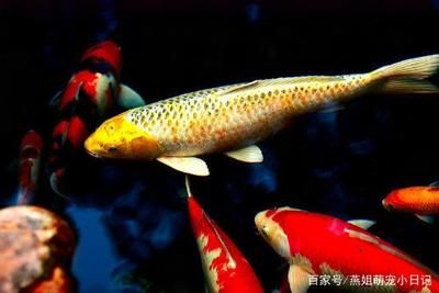 觀賞魚吃蚯蚓嗎（觀賞魚可以吃蚯蚓嗎）