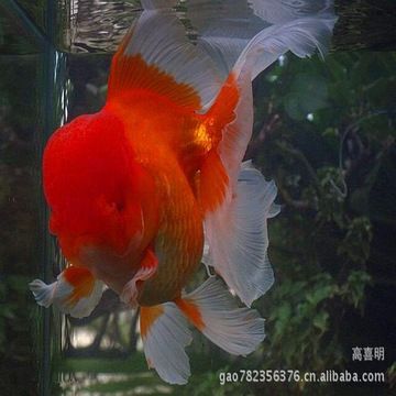 高檔觀賞魚（觀賞魚的起源與發(fā)展） 黃金眼鏡蛇雷龍魚 第4張